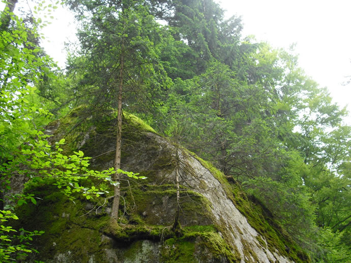 Der Baum wächst im Felsen!