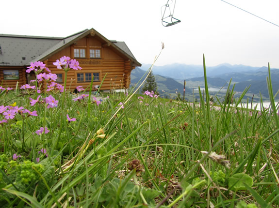 Almwiese am Unterberghorn in Tirol