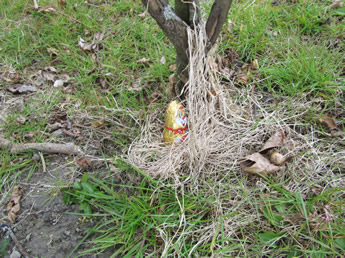 Schkokücken am Baum