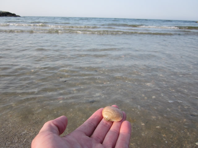 Muscheln in der Adria! Besser als Gardasee - ein echtes Meer! :-)