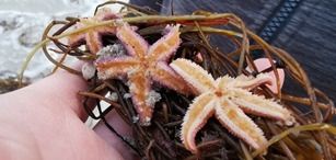 tote Seesterne am Strand von Grenaa